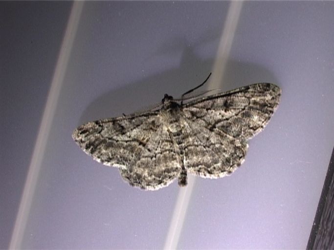 Nadelholz-Baumspanner ( Peribatodes secundaria ), Männchen : Moers, Lichtfang auf unserer Terrasse, 01.05.2007